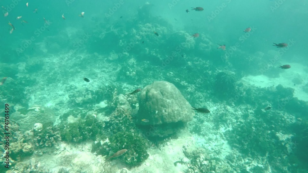 Tropical fish swim around a barrel sponge on a coral reef Tropical fish swim around a barrel sponge on a coral reef