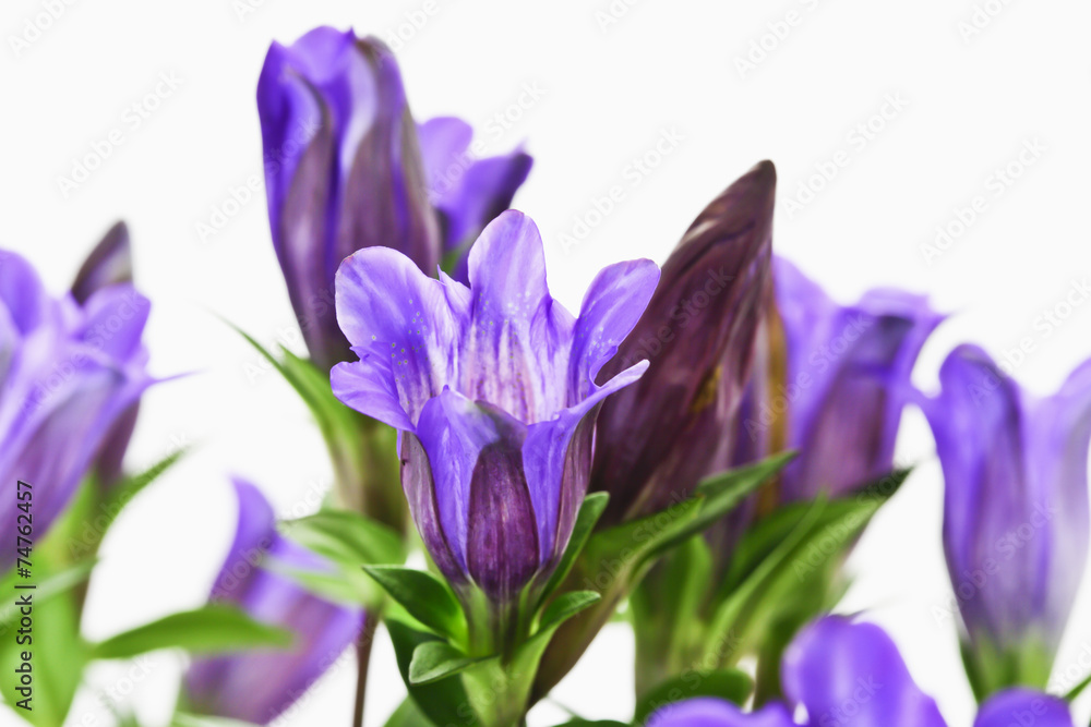 Japanischer Herbstenzian, Scharfer Enzian (Gentiana scabra) Japanischer Herbstenzian, Scharfer Enzian (Gentiana scabra)
