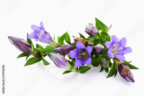 Fototapeta Naklejka Na Ścianę i Meble -  Japanischer Herbstenzian, Scharfer Enzian (Gentiana scabra)