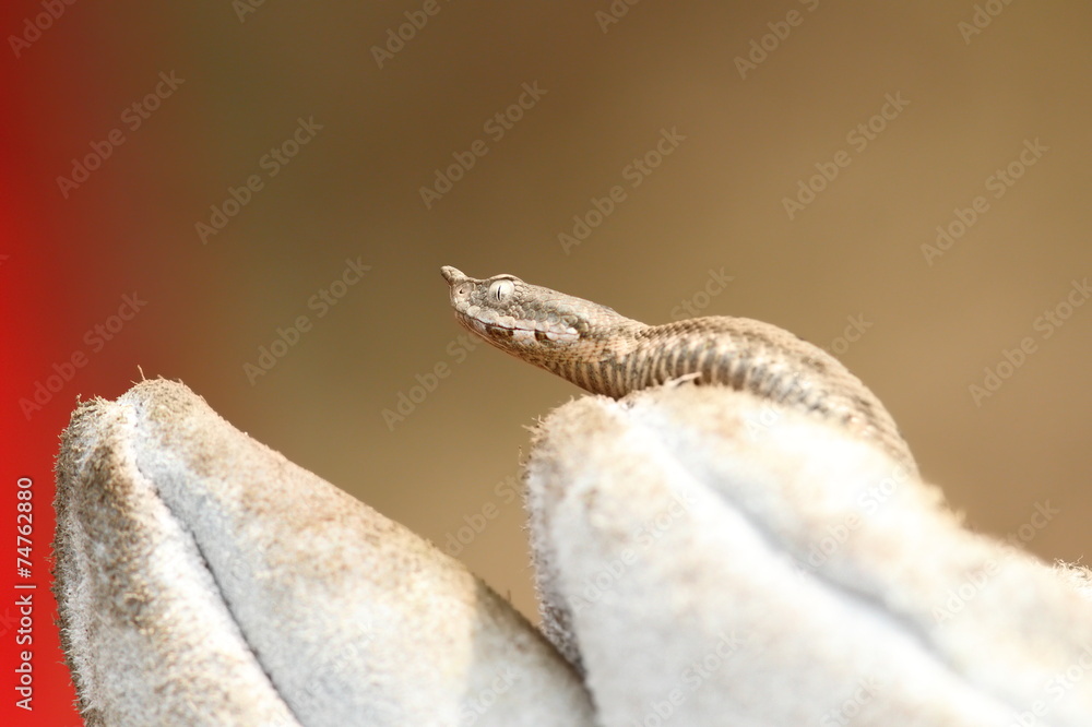 nose horned viper on a glove