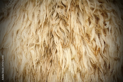 long sheep fur