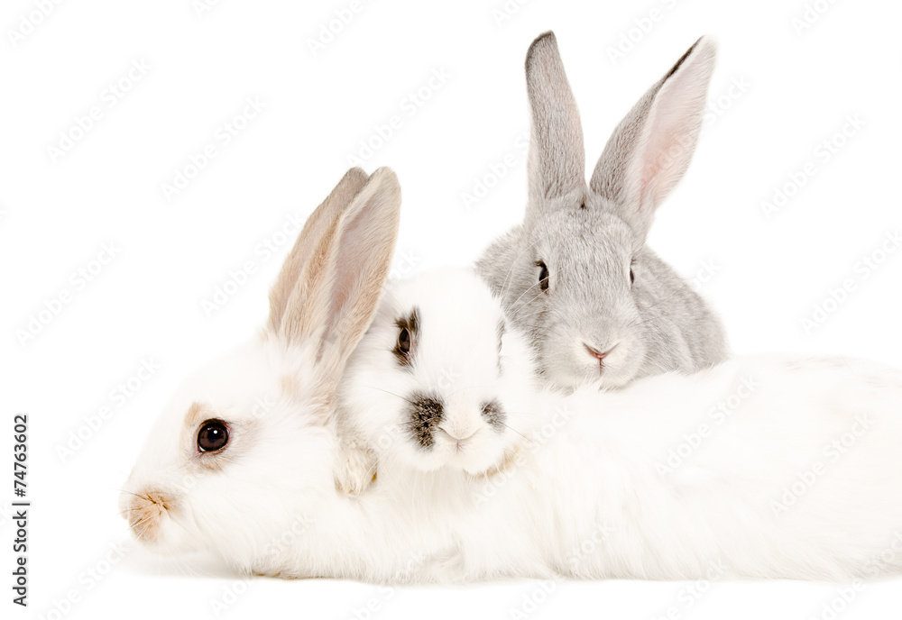 Two rabbits lying on the third rabbit Two rabbits lying on the third rabbit