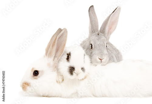 Two rabbits lying on the third rabbit © sonsedskaya