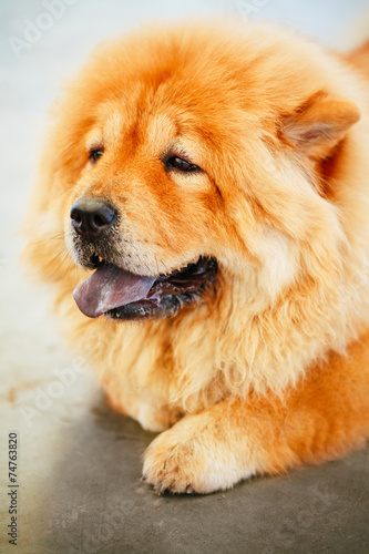 Brown Chines chow chow dog © Grigory Bruev