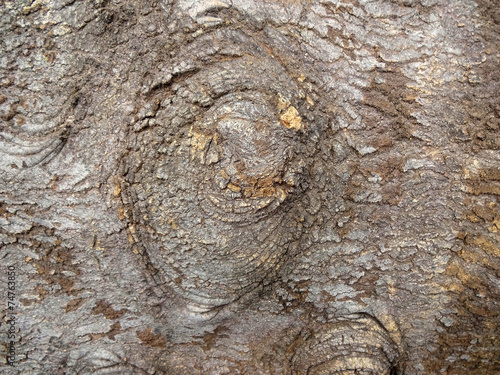Scruffy Tree Bark Texture © VectorShots