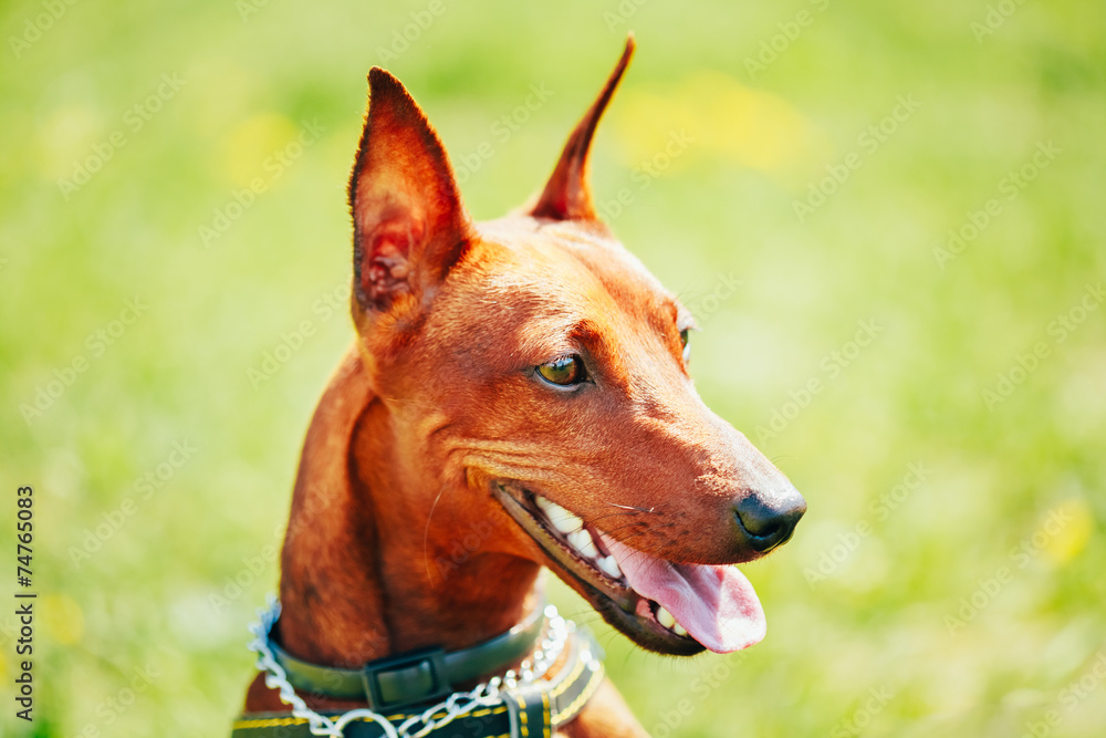Close Up Brown Dog Miniature Pinscher Head Close Up Brown Dog Miniature Pinscher Head