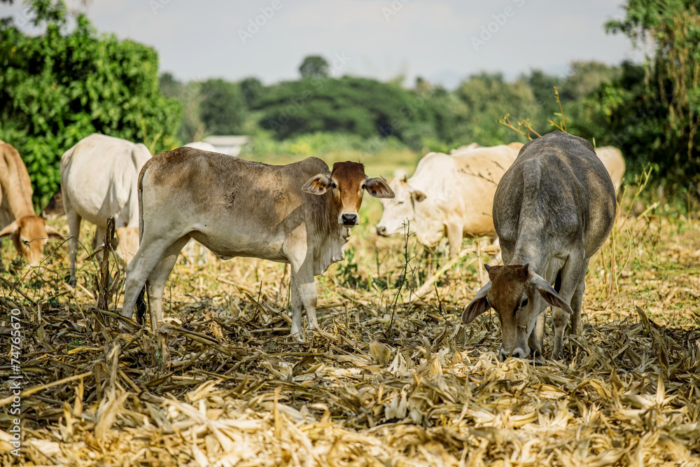 Cow on the harvested field rice in Thailand Cow on the harvested field rice in Thailand