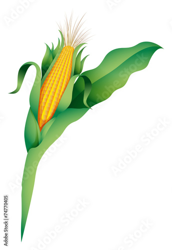 A corn