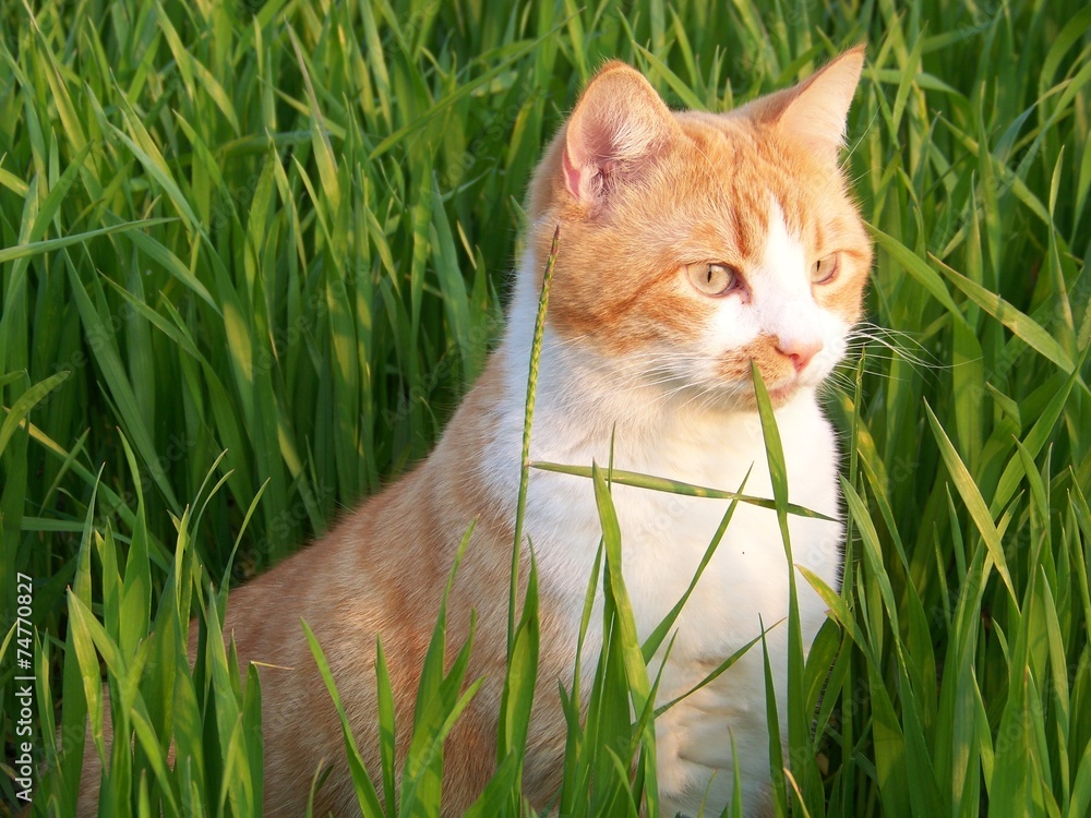 white and orange male cat in the grass