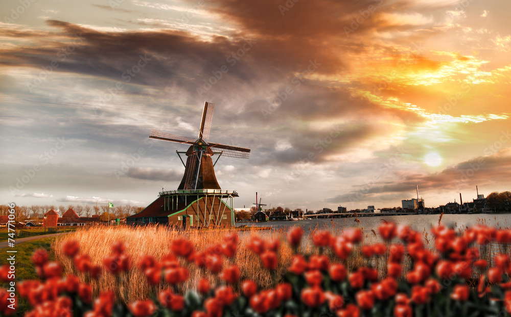  Dutch windmills with red tulips close the Amsterdam, Holland - obrazy, fototapety, plakaty 