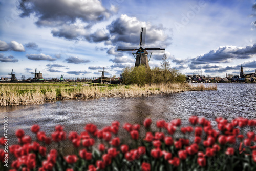  Dutch windmills with red tulips close the Amsterdam, Holland