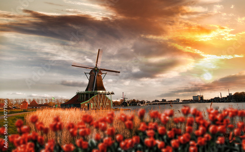  Dutch windmills with red tulips close the Amsterdam, Holland
