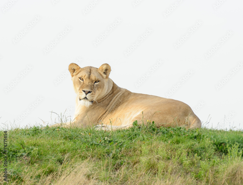 Lioness Evening Sun Lioness Evening Sun