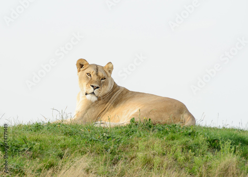 Lioness looks Alert