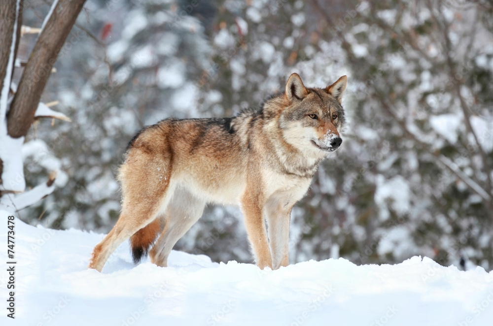 coyote en hiver coyote en hiver