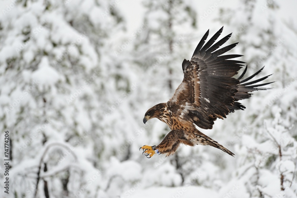 Fototapeta premium Eagle flying with winter background