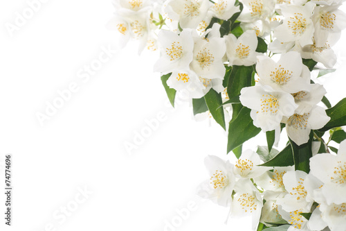 Fototapeta Naklejka Na Ścianę i Meble -  jasmine white flower