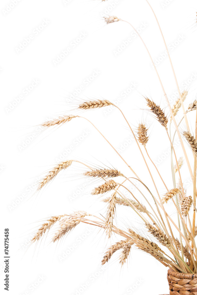 Obraz premium wheat ears