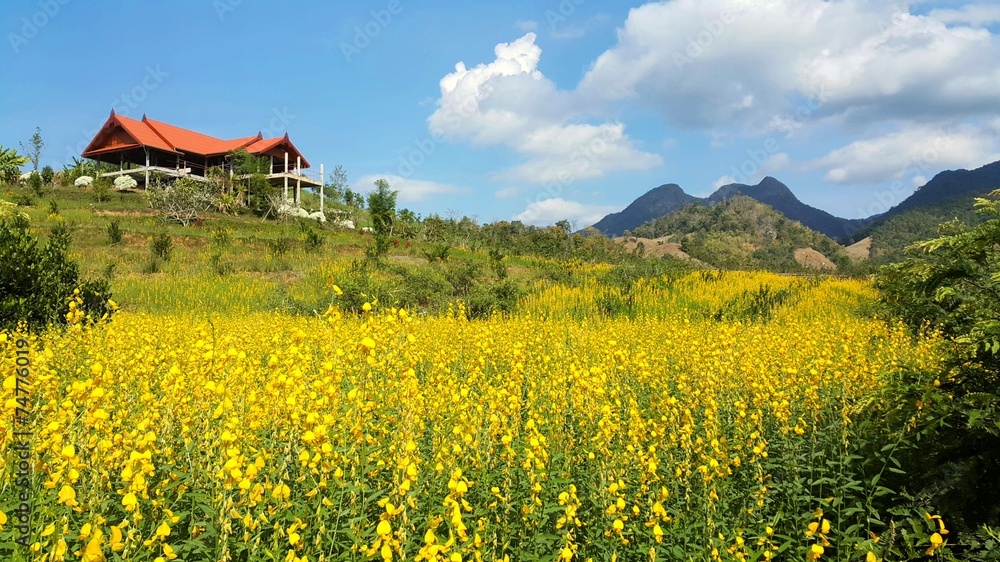 Beautiful yellow flowers field with mountain background