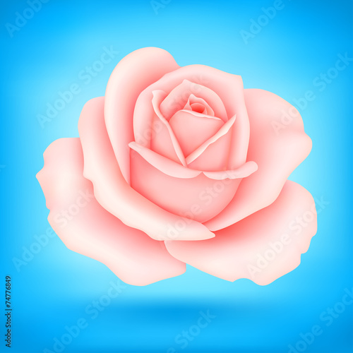 Pink rose