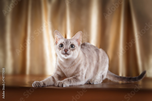 Fotografie Tonkinese cat