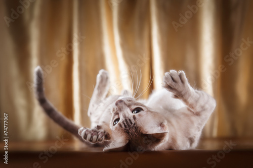Canvas-taulu Tonkinese cat