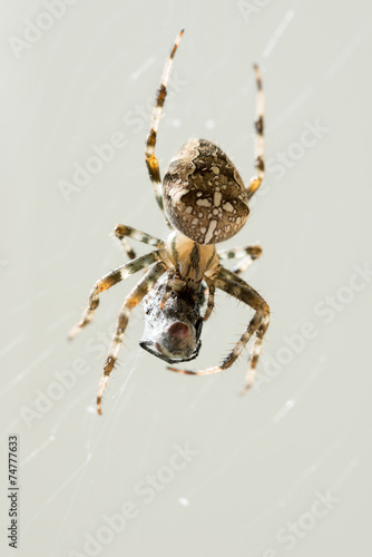 Macro Shot of Spider with Caught Prey