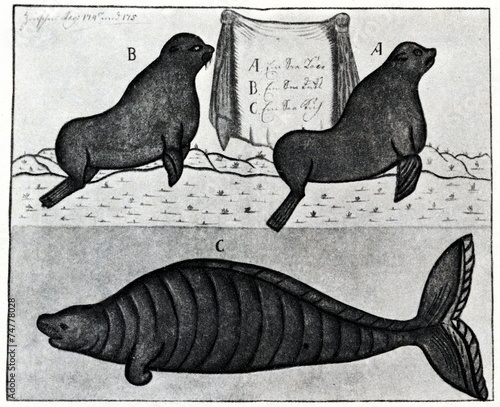 Steller's sea cow (below). Sketch by Sven Waxell, 1742 photo