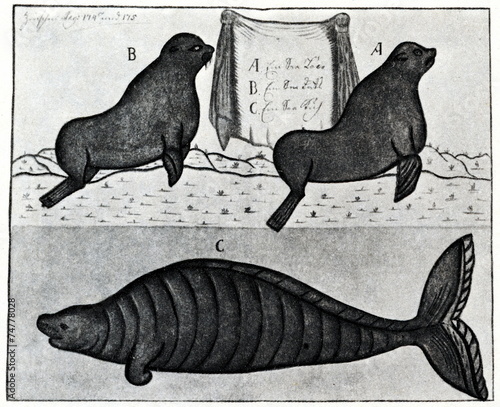 Fotografía Steller's sea cow (below). Sketch by Sven Waxell, 1742