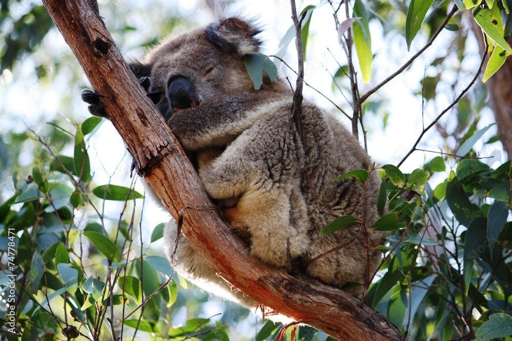 Fototapeta premium Koala im Eukalyptusbaum - Australien