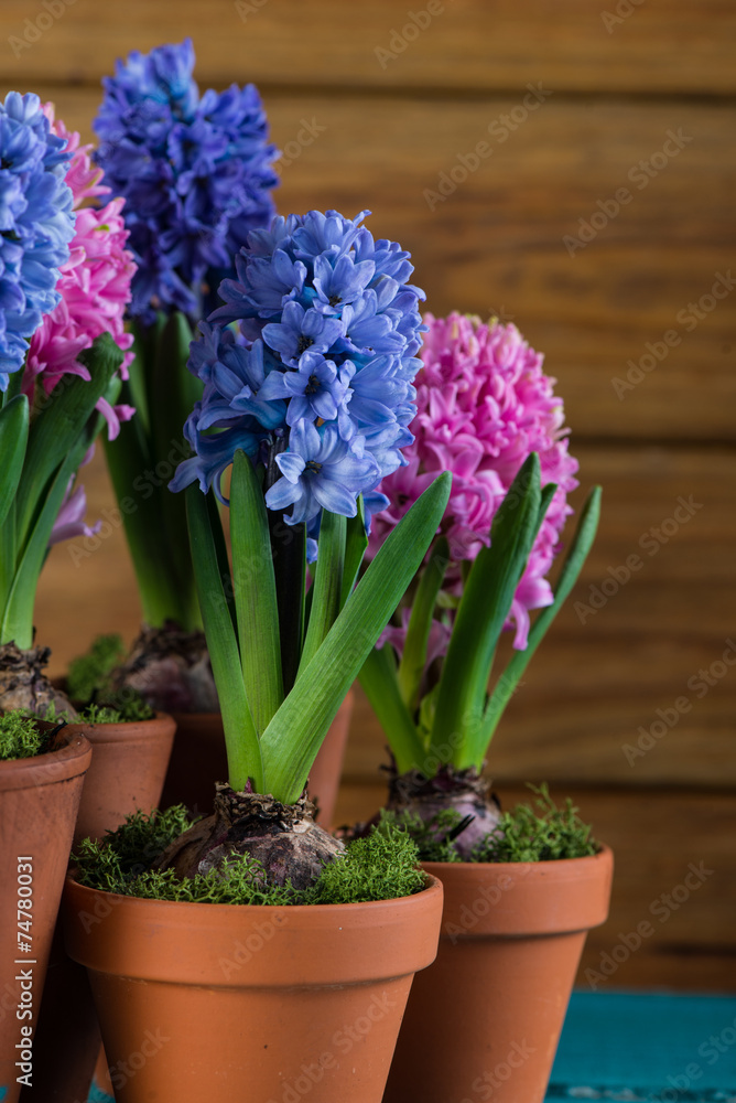 Group of fresh bulb spring flowers in ceramic pot