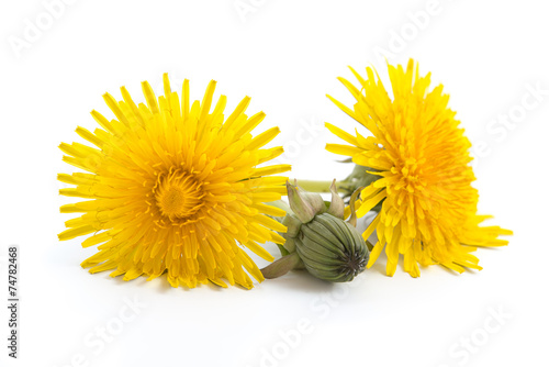 Löwenzahn