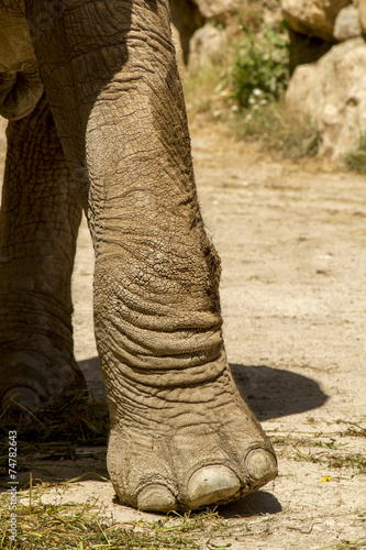 Photography View of an African Elephant paw on a zoo.