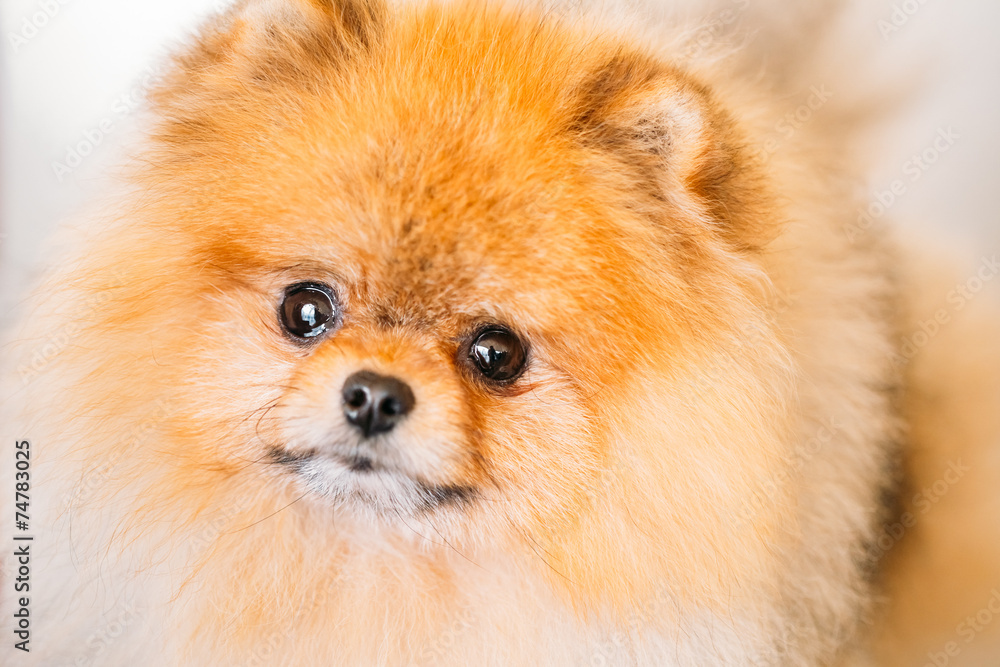 Pomeranian Puppy Spitz Dog Close Up Portrait