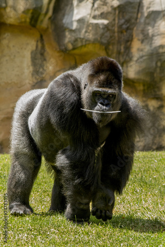 Fotografiet western lowland gorilla (Gorilla gorilla gorilla)