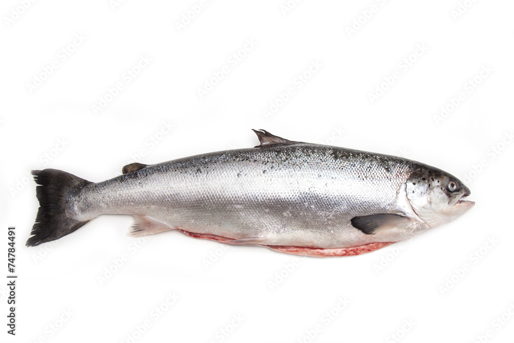 Whole Scottish salmon fish isolated on a white studio background Whole Scottish salmon fish isolated on a white studio background
