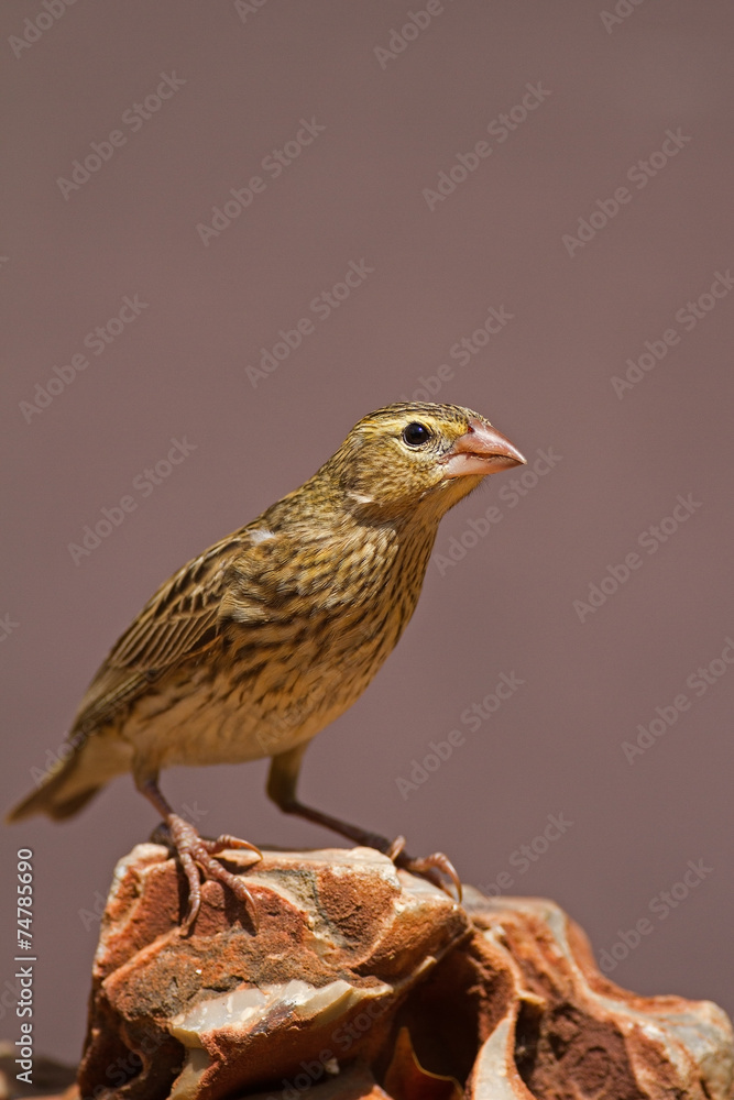 Female Southern Red Bishop perched on rock; Euplectes orix Female Southern Red Bishop perched on rock; Euplectes orix