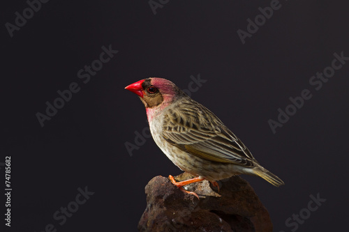 Red-Billed Quelea perched on rock; Quelea quelea