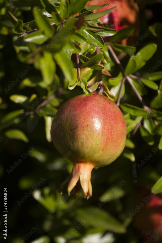 Close up view of a pomegranate fruit hanging on a tree. Close up view of a pomegranate fruit hanging on a tree.