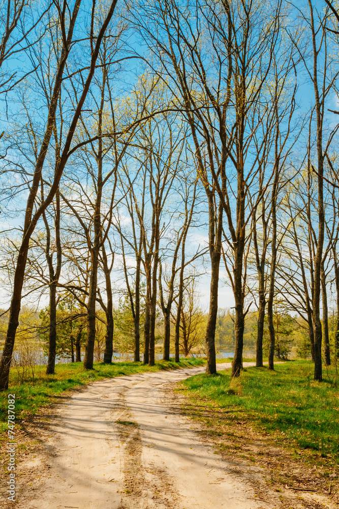 Spring Season In Park. Green Young Grass, Trees On Blue Sky Back Spring Season In Park. Green Young Grass, Trees On Blue Sky Back