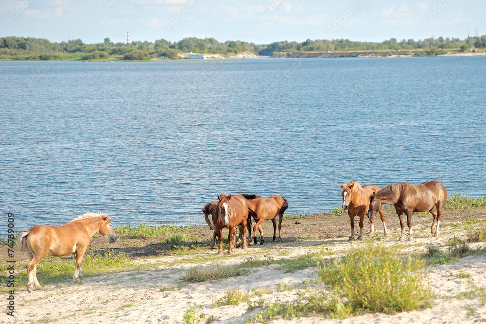 Portrait of a horse grazing on the lake Portrait of a horse grazing on the lake