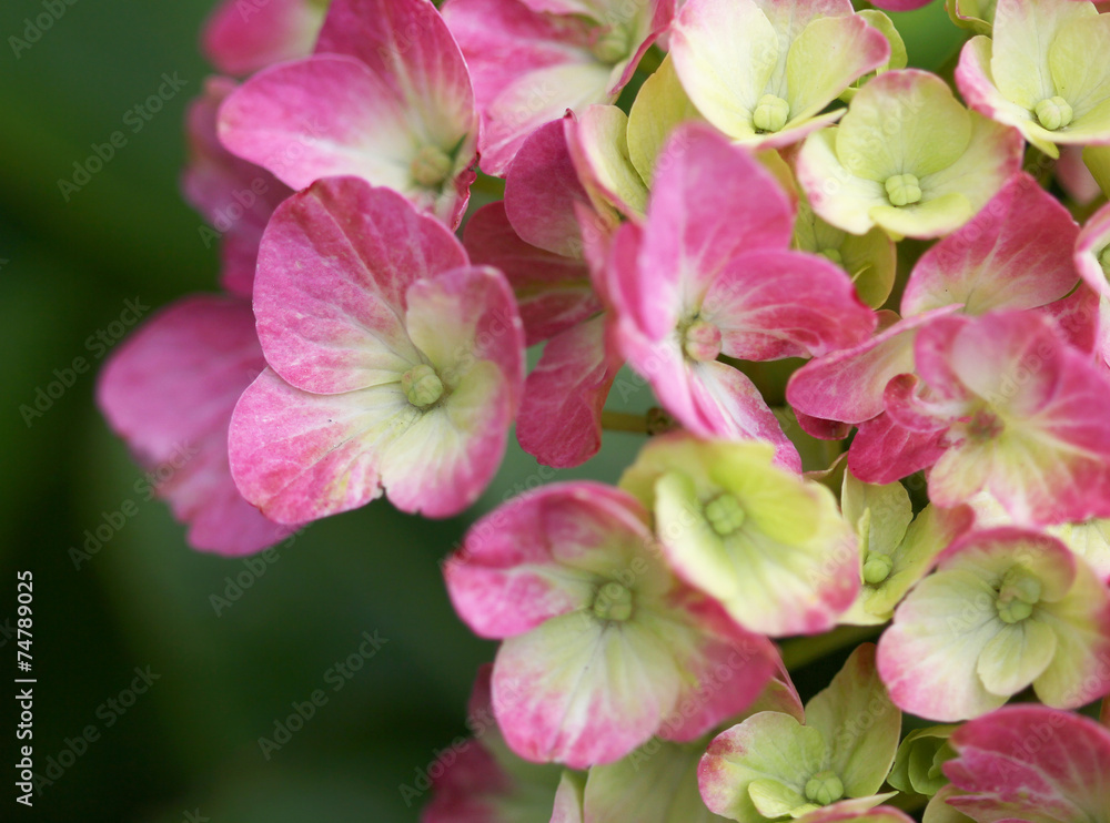The white and pink .hydrangea macro shot The white and pink .hydrangea macro shot