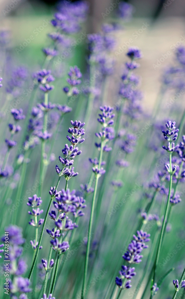 Fototapeta premium The big amount of lavender flowers in the field