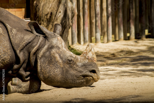 Indian rhinoceros (Rhinoceros unicornis) on a zoo.