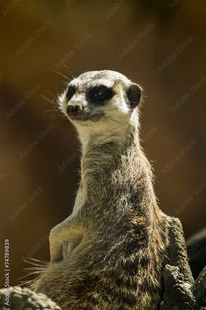 Fototapeta premium small meerkat or suricate (Suricata suricatta) 