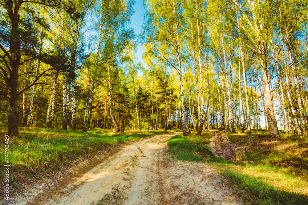 Obraz premium Sunlight Sunset Sunrise Woods In Forest