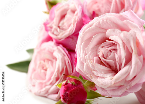 Beautiful pink roses isolated on white