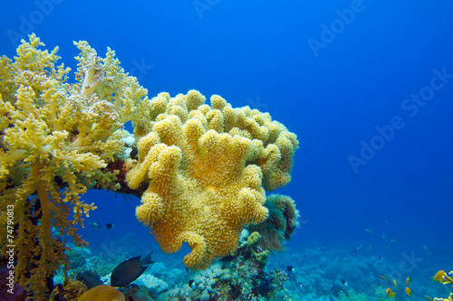 coral reef with yellow soft coral on the bottom of tropical sea