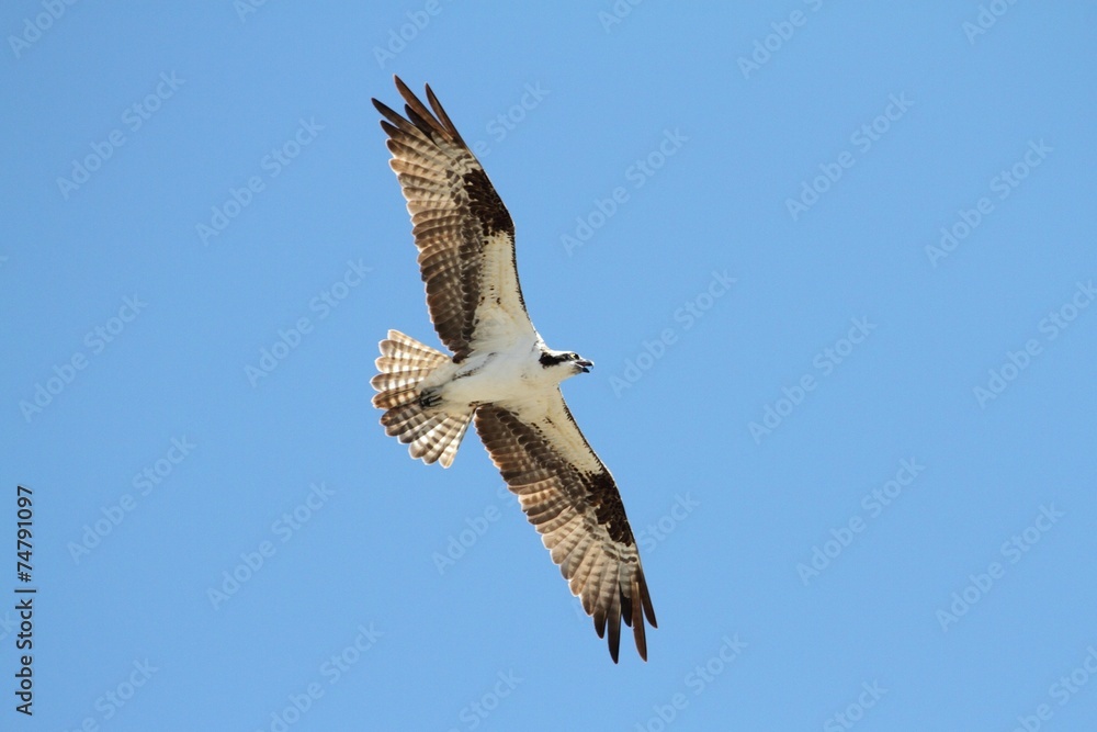 Obraz premium Osprey (pandion haliaetus)