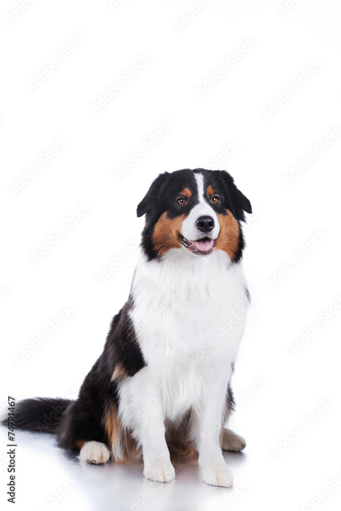 Dog breed Australian Shepherd, Aussie